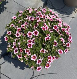 EYECONIC™ Cherry Blossom Imp.