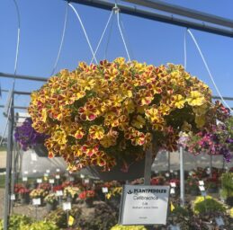 LIA™ Abstract Lemon Cherry