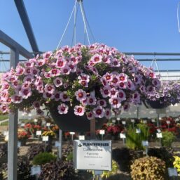 EYECONIC™ Cherry Blossom Imp.