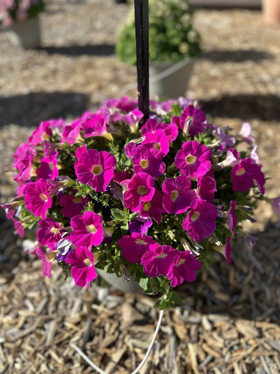 CASCADIAS™ Rose
