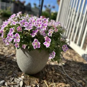 CASCADIAS™ Lilac Frost - Danziger
