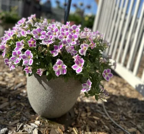 CASCADIAS™ Lilac Frost