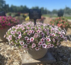 EYECONIC™ Cherry Blossom Imp.