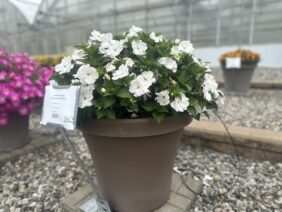 SOL LUNA PRIME™ White