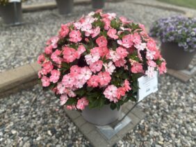 SOL LUNA PRIME™ Light Salmon