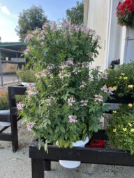 Clio™ Pink Lady Imp.