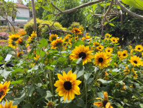 SOL SEEKER™ Golden Nectar