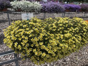 Yellow Splash™ Imp.