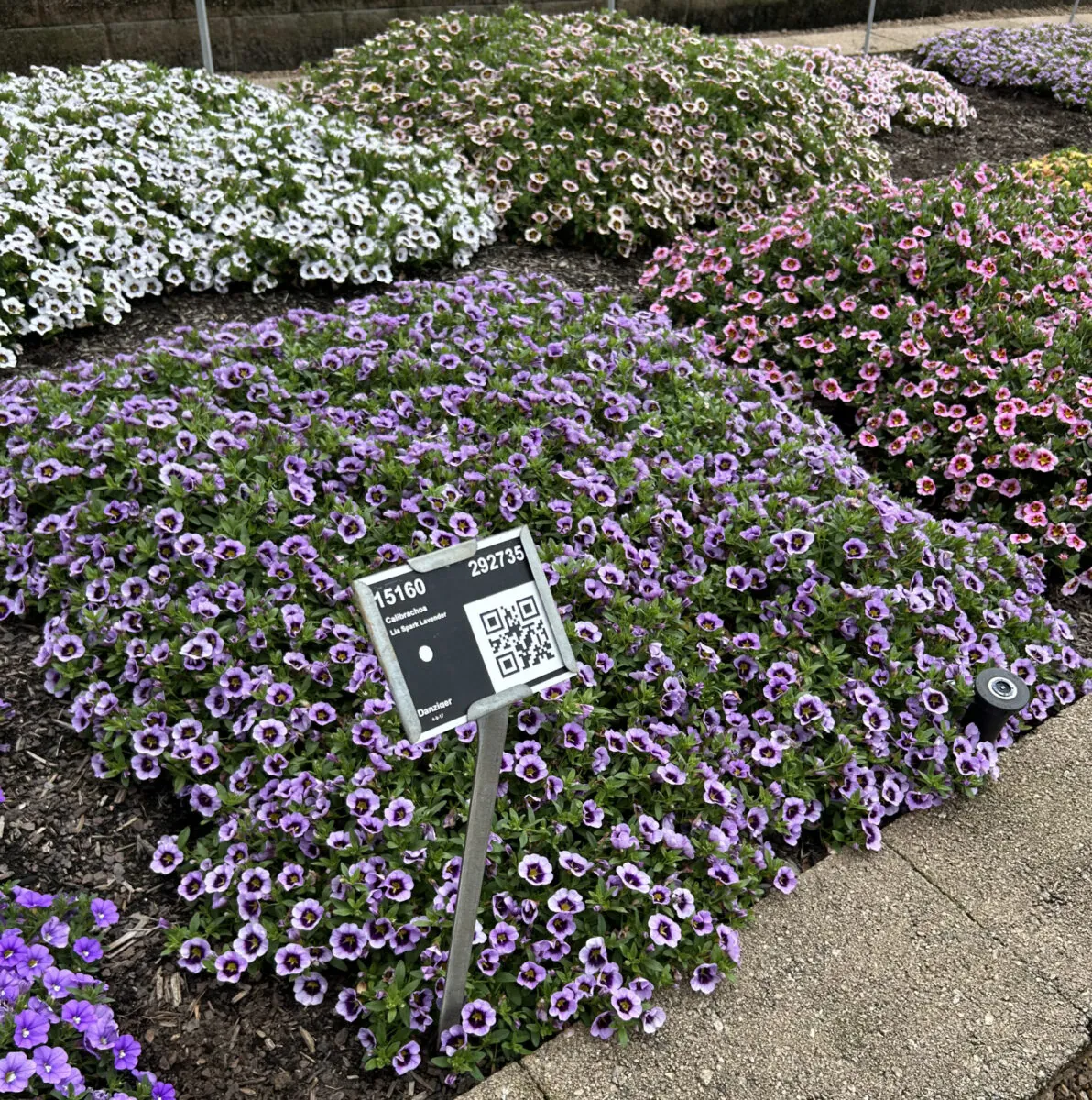 LIA™ Spark Lavender
