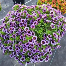 LIA™ Spark Lavender