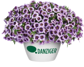 LIA™ Spark Lavender