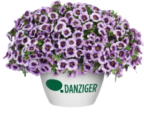 LIA™ Spark Lavender