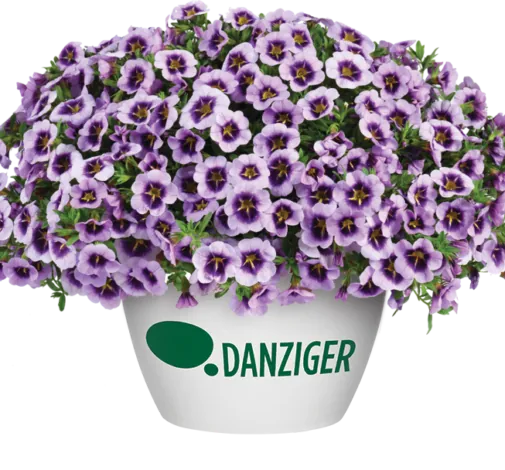LIA™ Spark Lavender