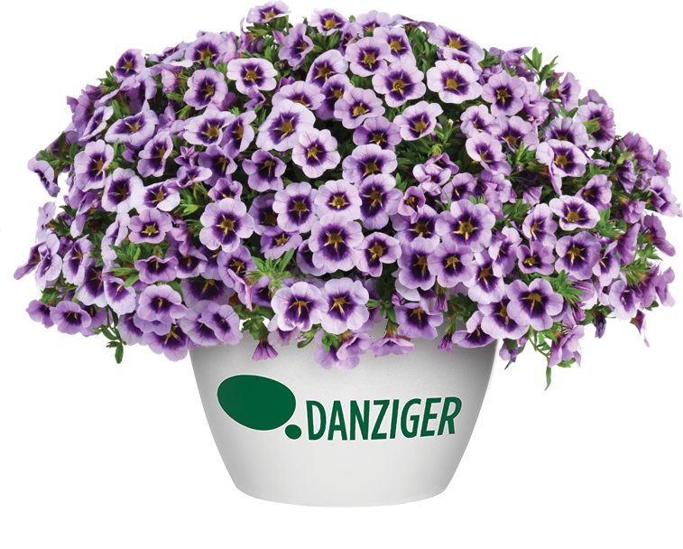 Osticade™ Purple - Danziger