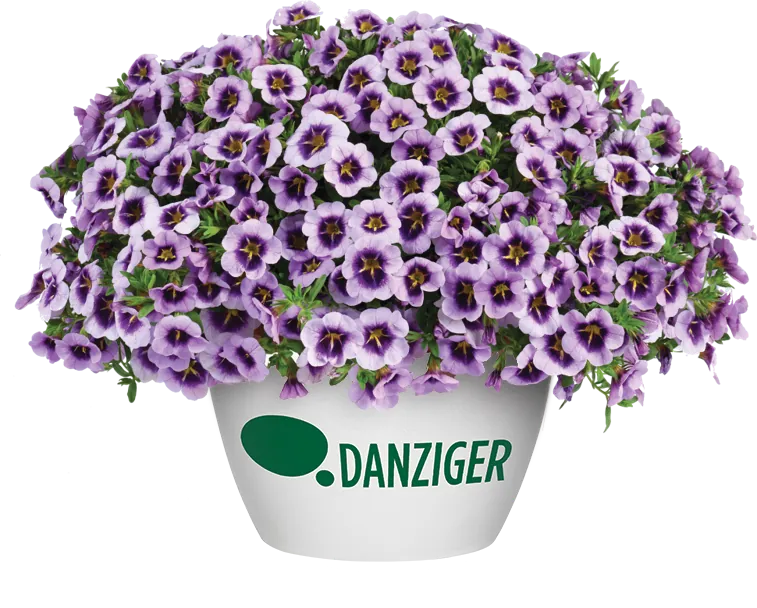LIA™ Spark Lavender