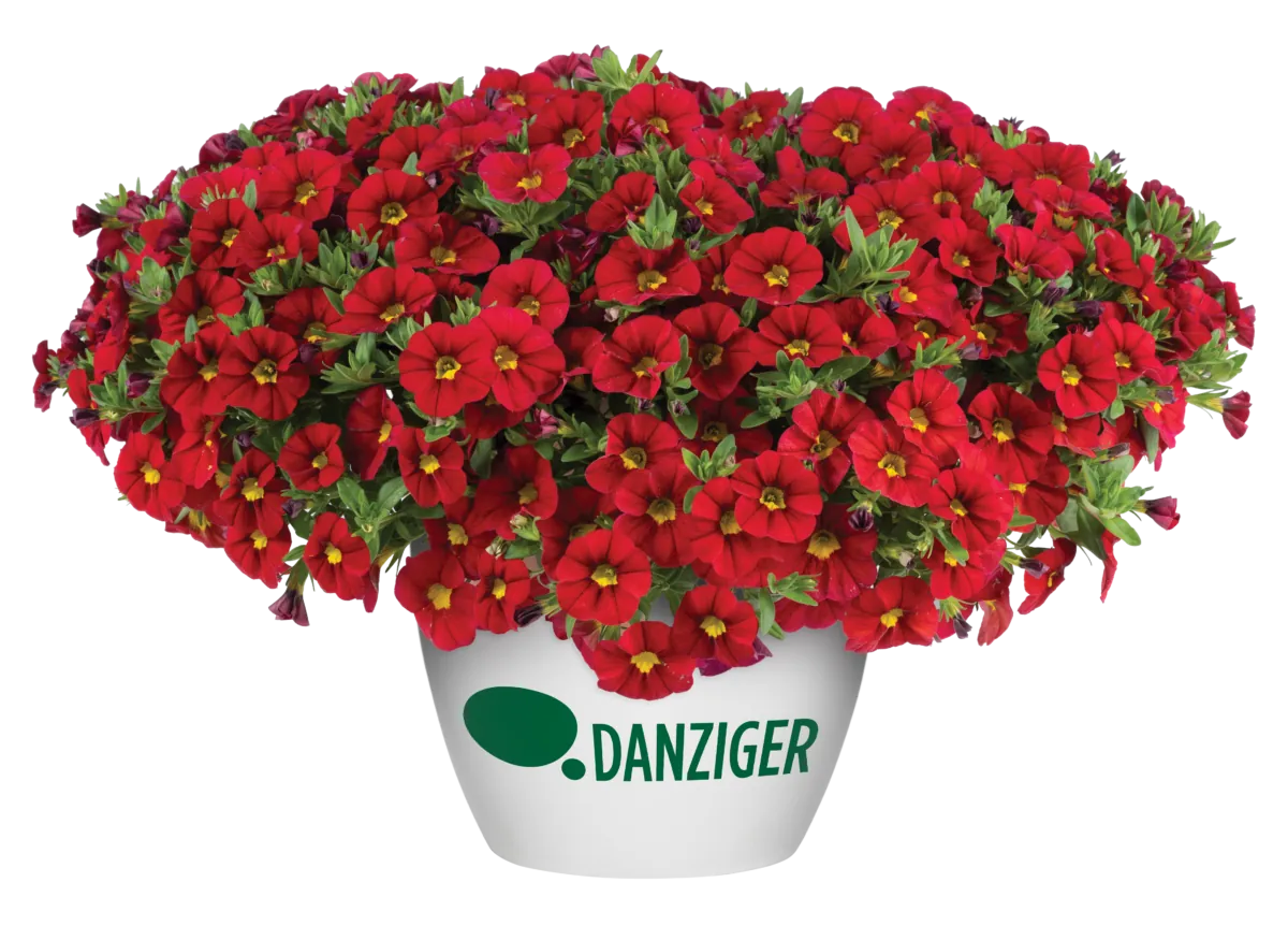 LIA™ Chili Pepper