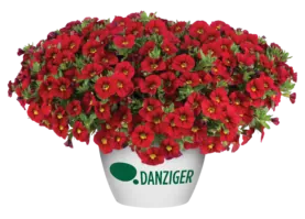 LIA™ Chili Pepper