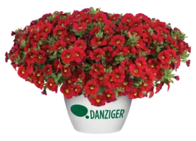 LIA™ Chili Pepper