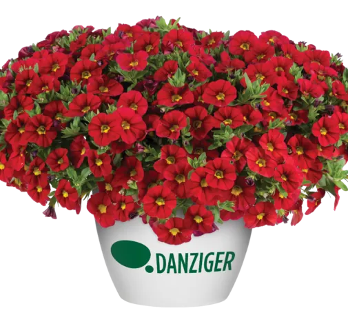 LIA™ Chili Pepper