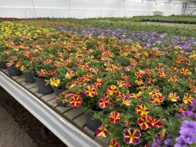 LIA™ Abstract Lemon Cherry