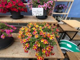 LIA™ Abstract Lemon Cherry