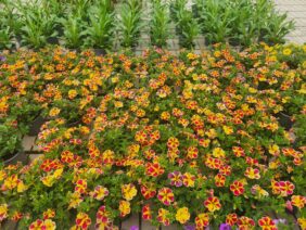 LIA™ Abstract Lemon Cherry