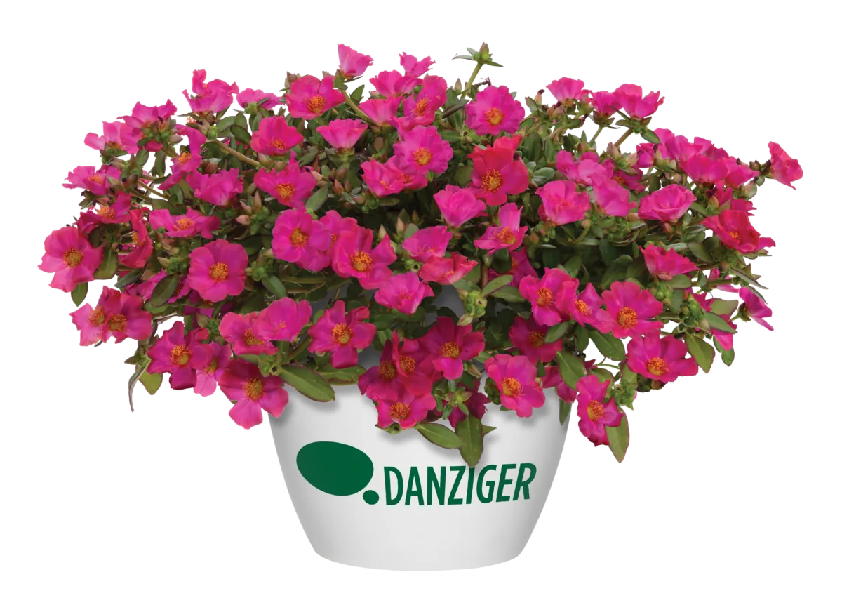 MEGA PAZZAZ™ Fuchsia