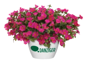 MEGA PAZZAZ™ Fuchsia