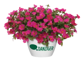 MEGA PAZZAZ™ Fuchsia