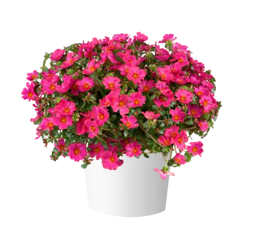 MEGA PAZZAZ™ Fuchsia