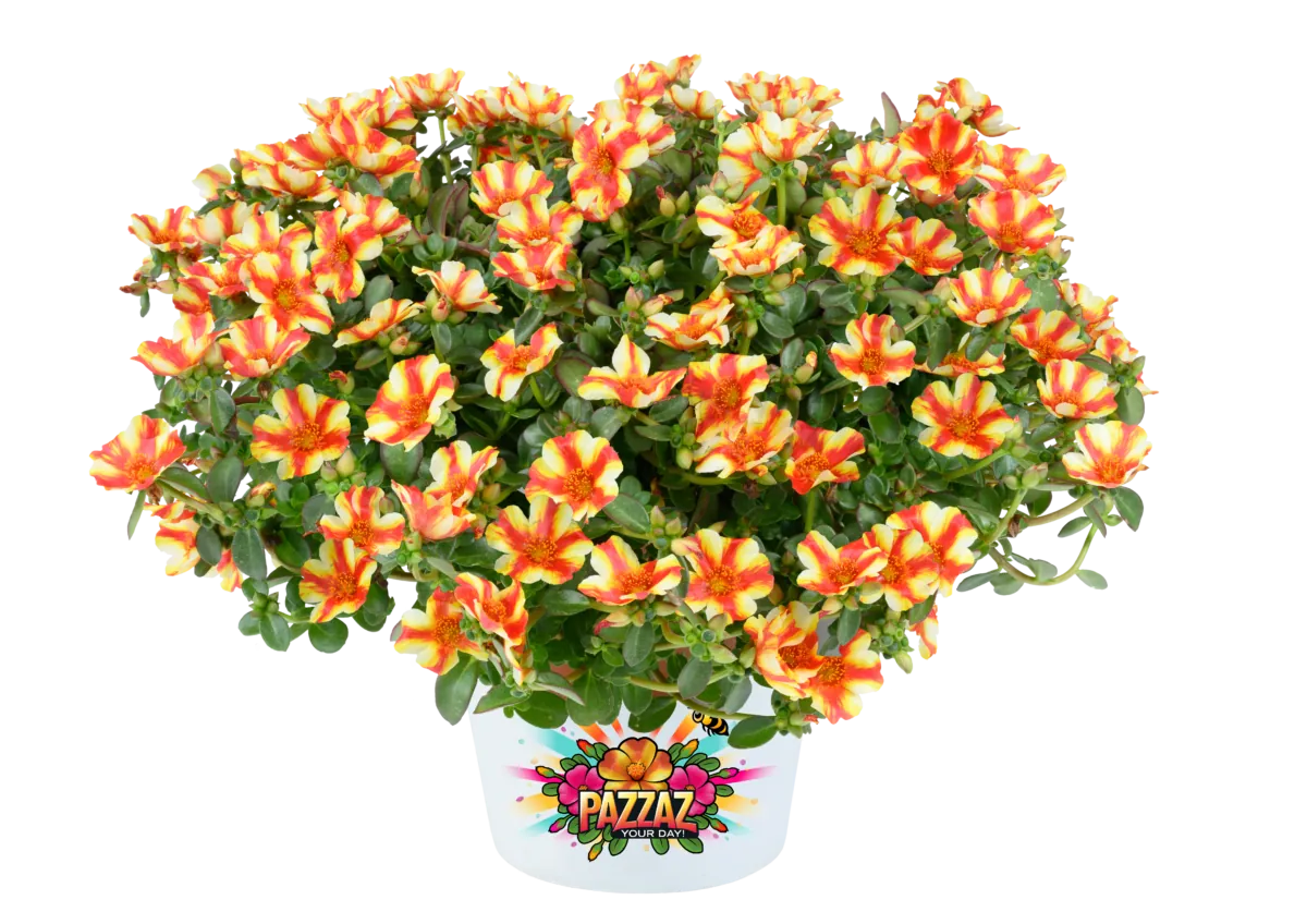 MEGA PAZZAZ™ Papaya Twist