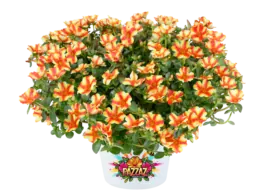 MEGA PAZZAZ™ Papaya Twist