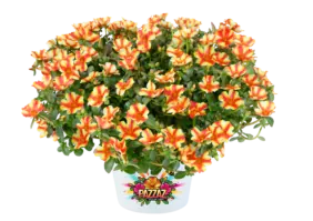 MEGA PAZZAZ™ Papaya Twist