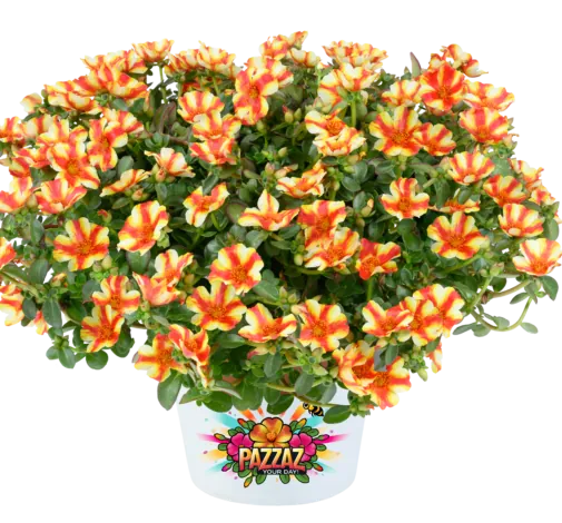 MEGA PAZZAZ™ Papaya Twist