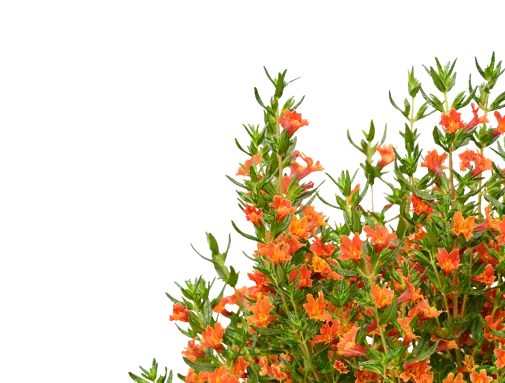 MAI TAI™ Orange Imp.