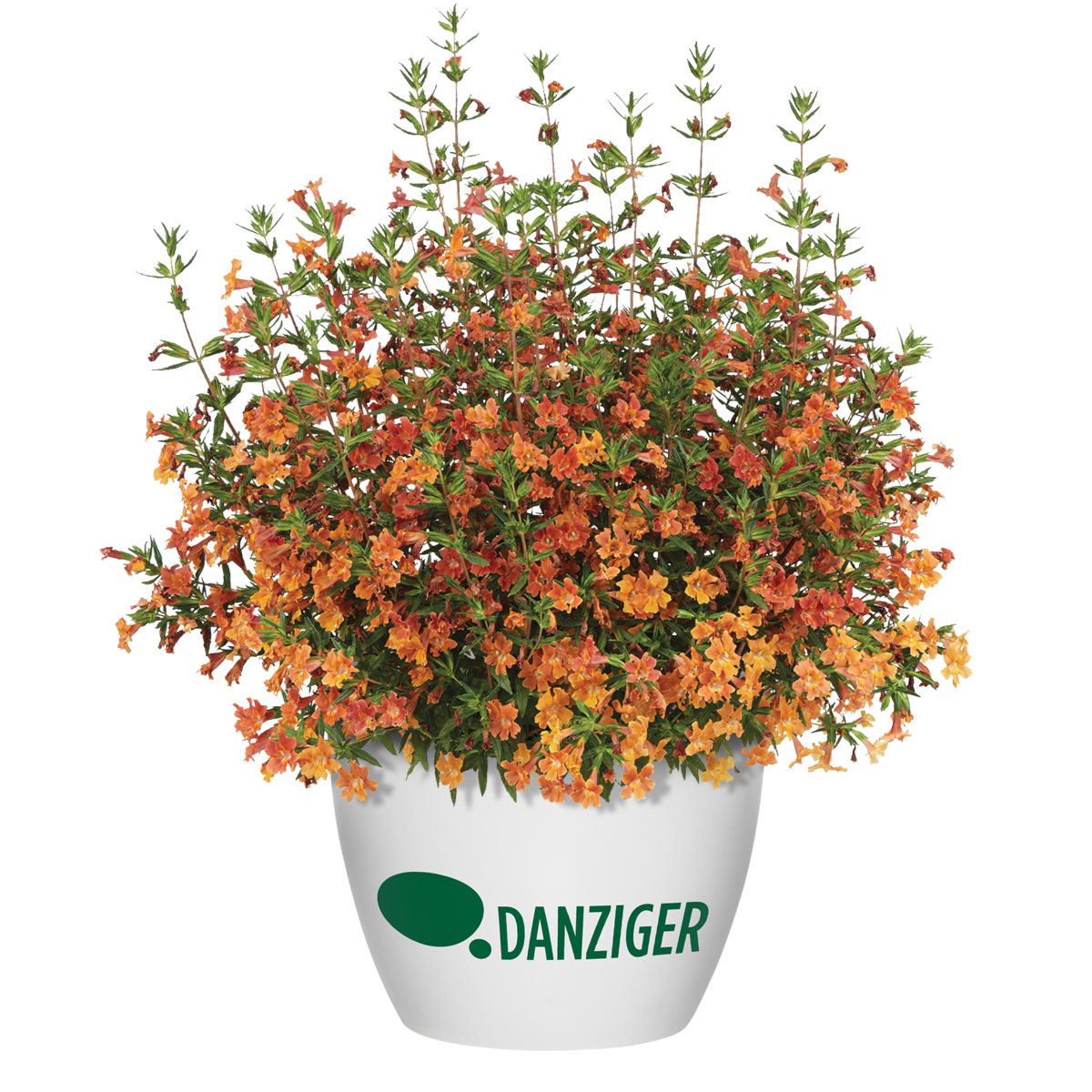 MAI TAI™ Orange Imp. - Danziger