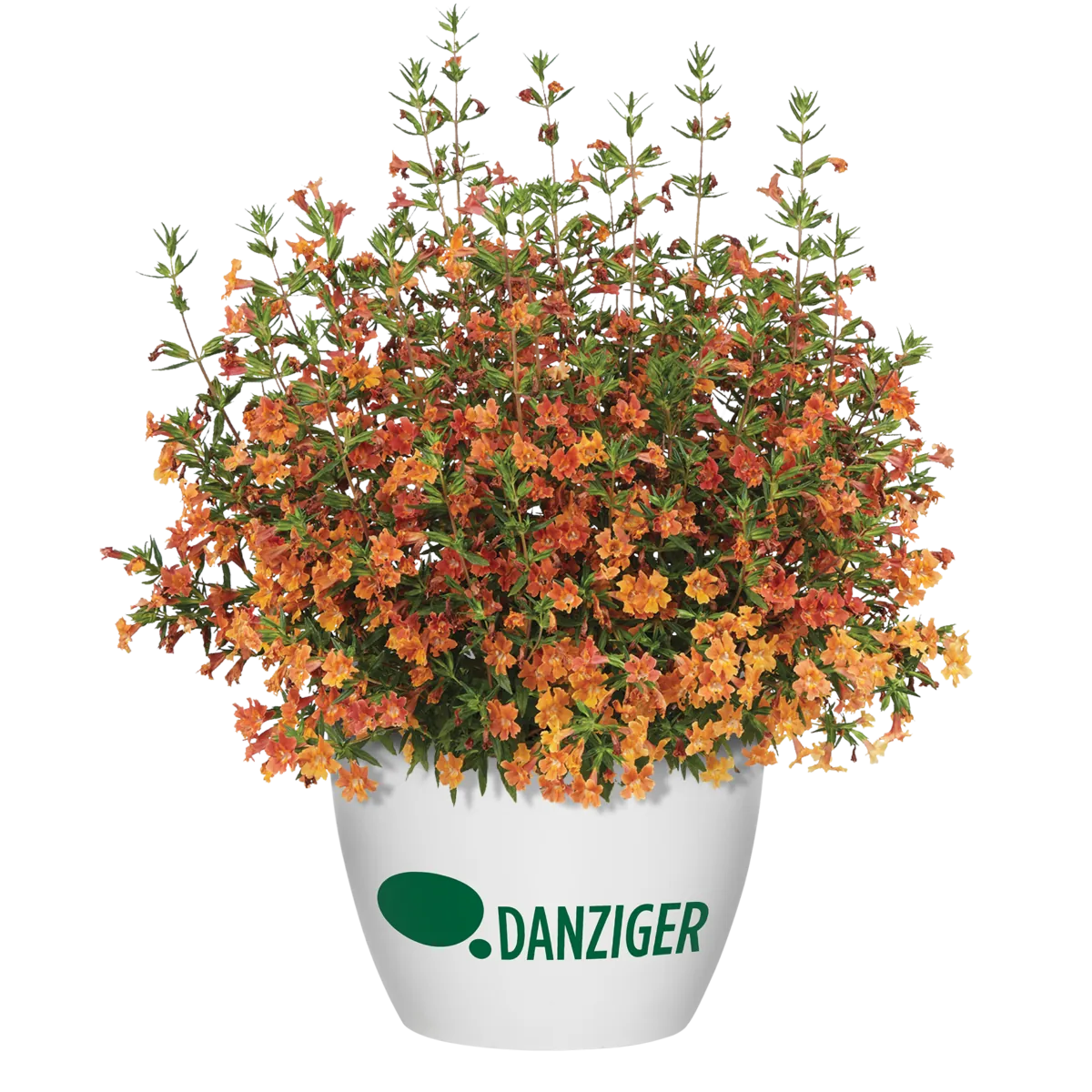 MAI TAI™ Orange Imp.