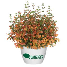 MAI TAI™ Orange Imp.
