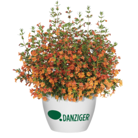 MAI TAI™ Orange Imp.