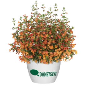 MAI TAI™ Orange Imp.