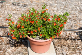 MAI TAI™ Orange Imp.