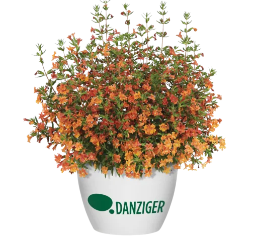 MAI TAI™ Orange Imp.