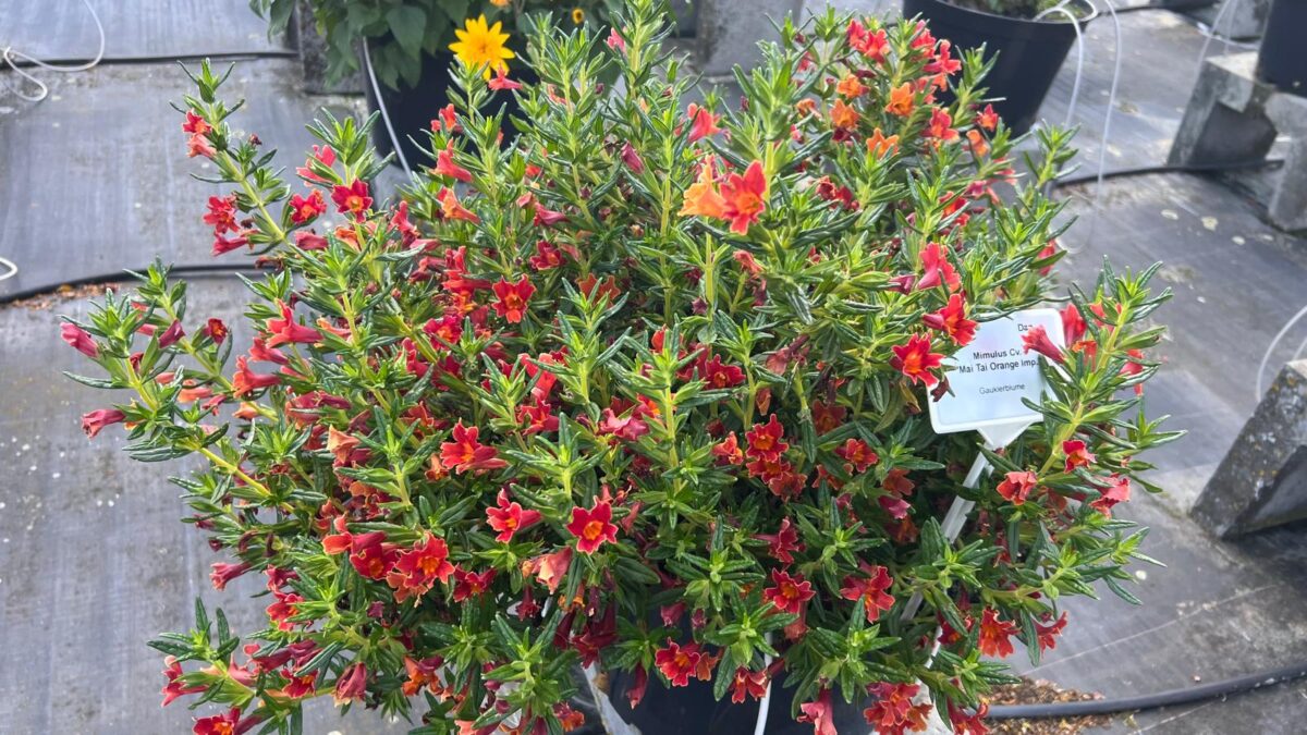 MAI TAI™ Orange Imp. - Danziger