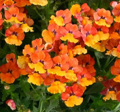 NESIA™ Tangerine