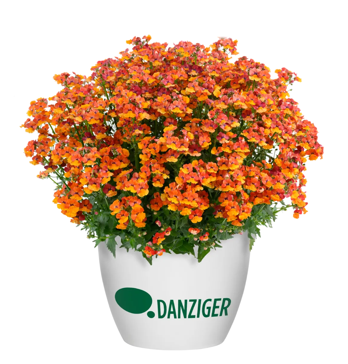 NESIA™ Tangerine