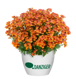 NESIA™ Tangerine