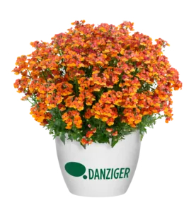 NESIA™ Tangerine