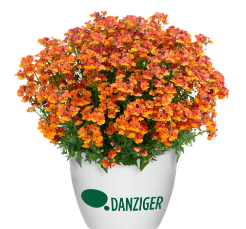 NESIA™ Tangerine
