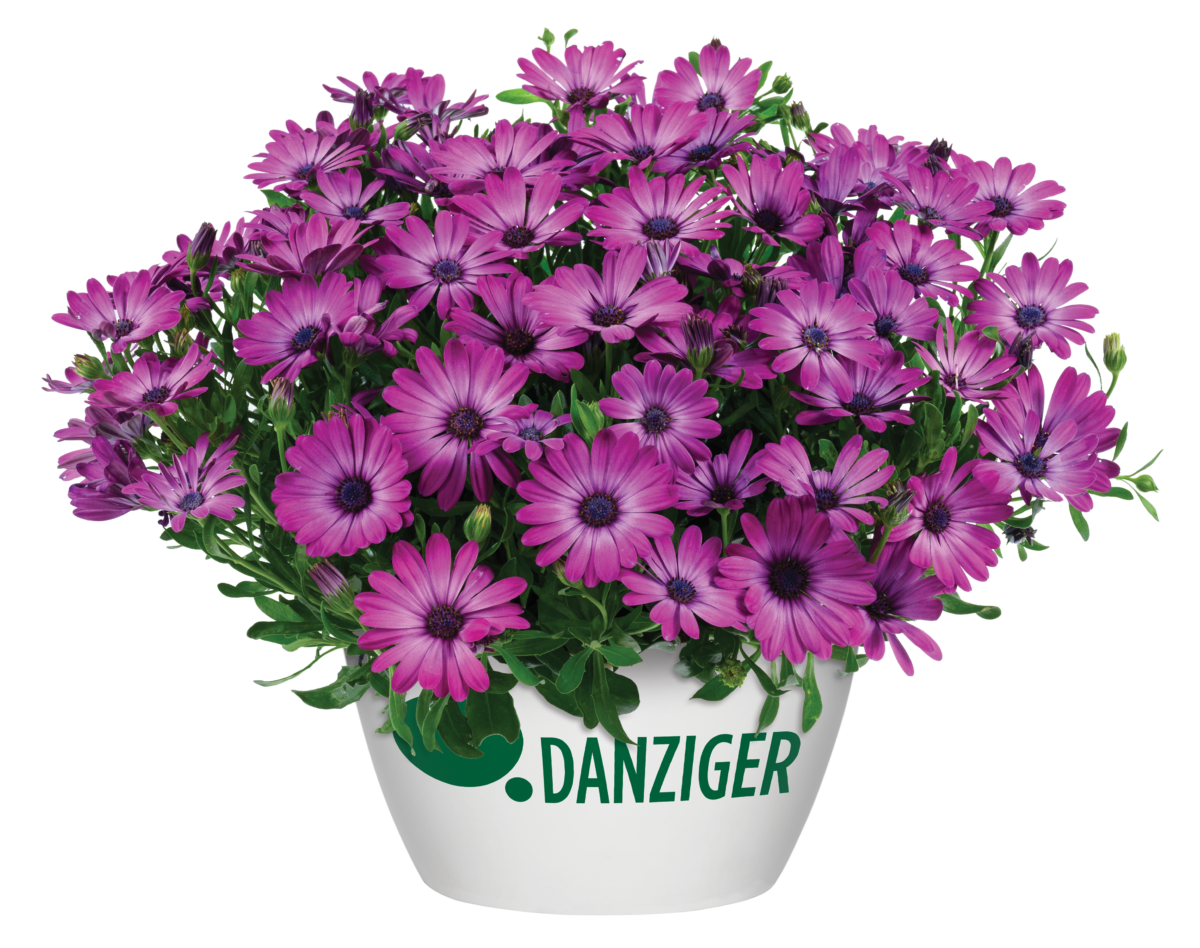 Purple Haze™ - Danziger