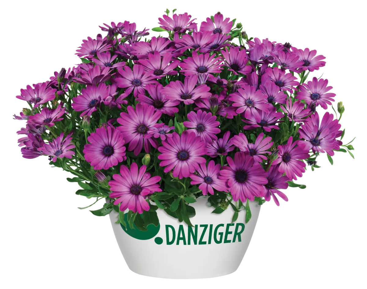 OSTICADE™ Magenta